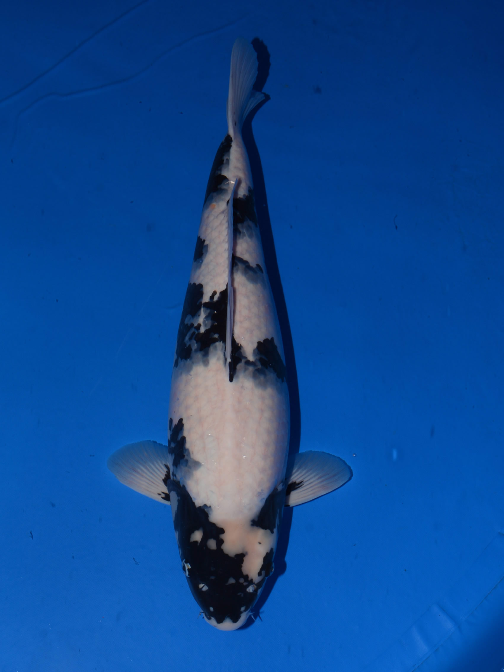 大日OB会 WDC2016面迫養鯉場エントリー鯉一覧