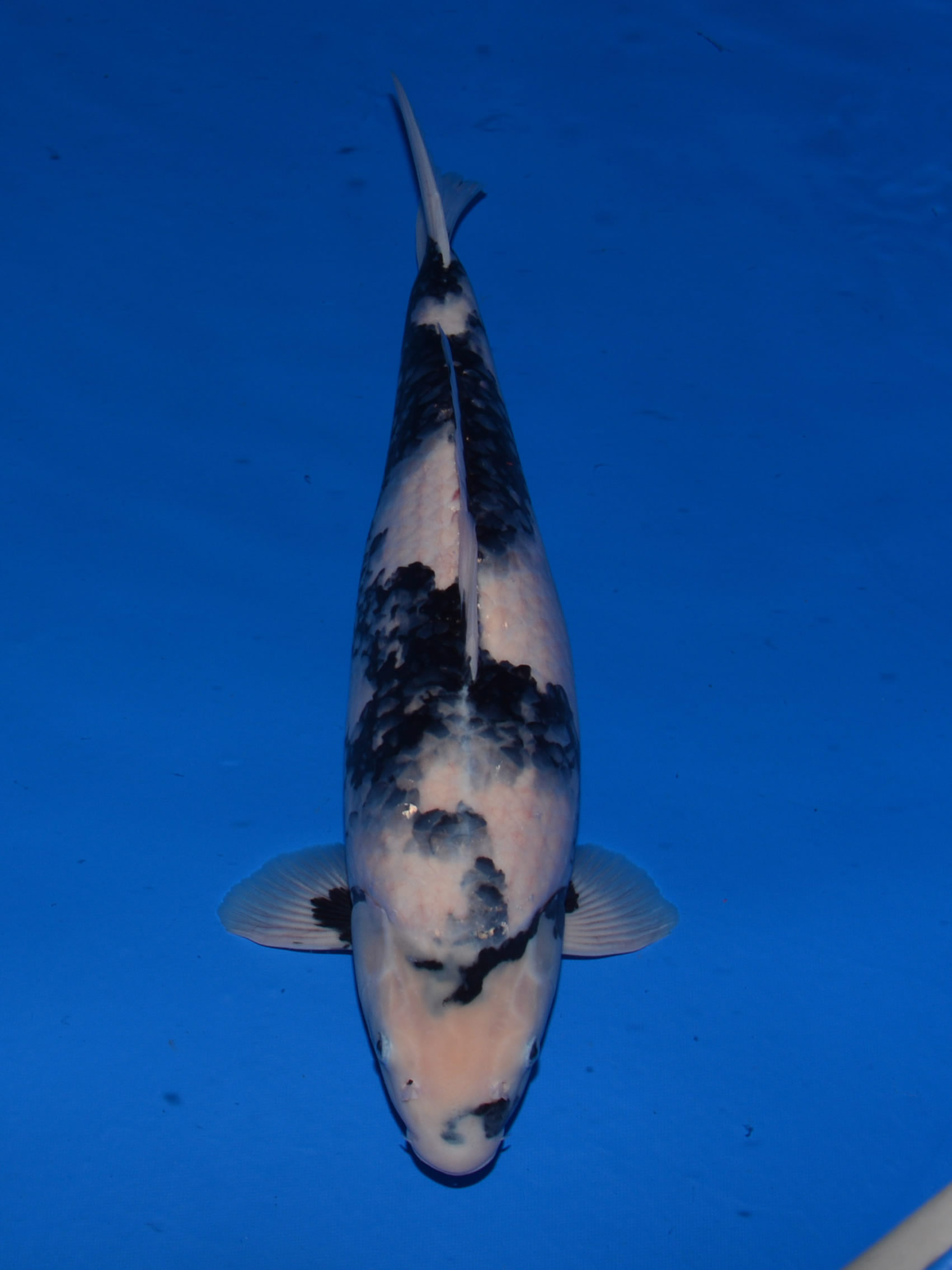 大日OB会 WDC2016面迫養鯉場エントリー鯉一覧