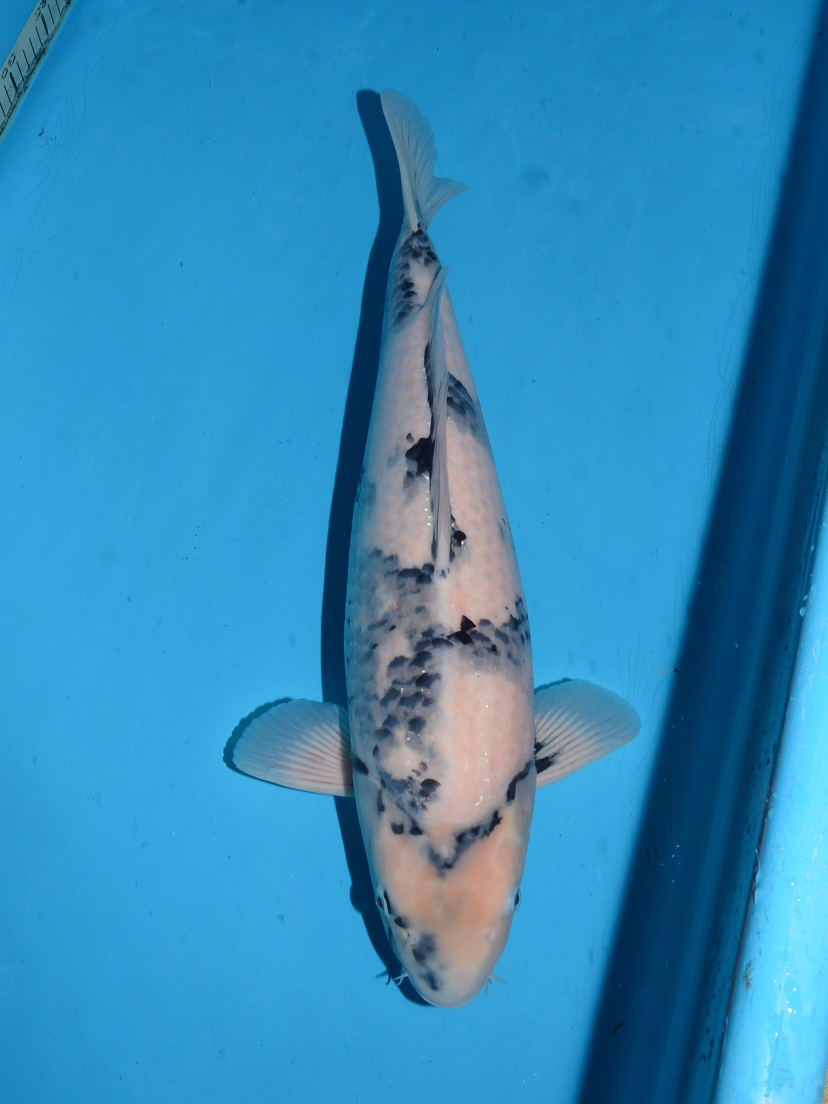 大日OB会 WDC2016面迫養鯉場エントリー鯉一覧 大日OB会 WDC2016面迫養鯉場エントリー鯉一覧