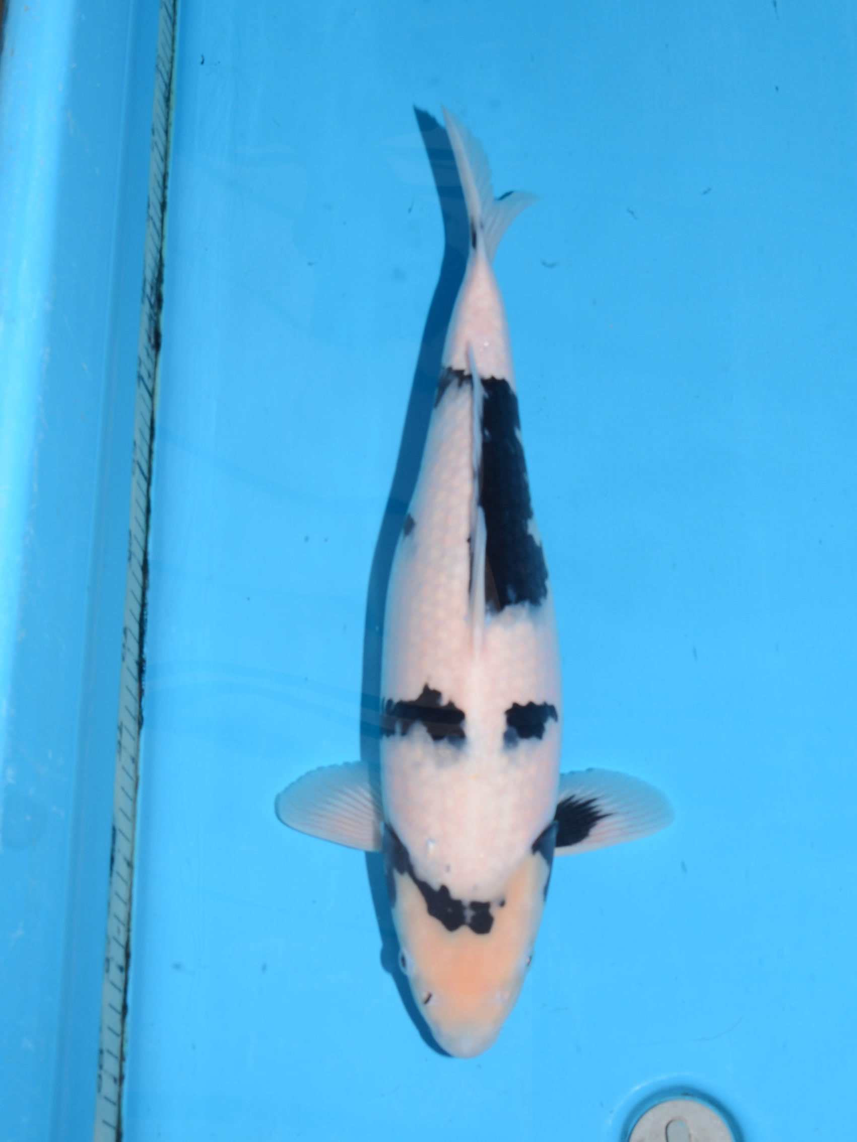 大日OB会 WDC2017面迫養鯉場エントリー鯉一覧 大日OB会 WDC2017面迫養鯉場エントリー鯉一覧