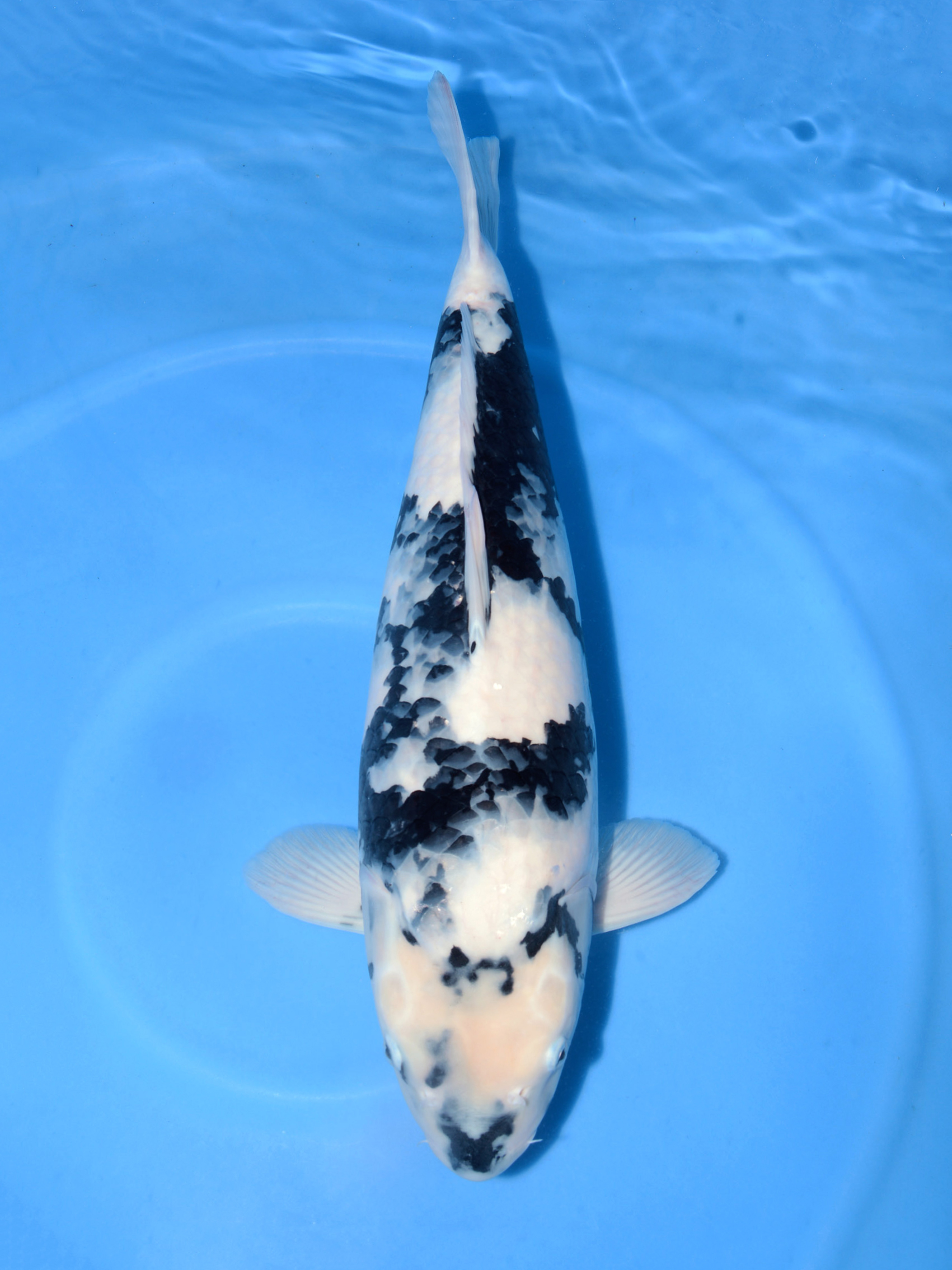 大日OB会 WDC2018面迫養鯉場エントリー鯉一覧 大日OB会 WDC2018面迫養鯉場エントリー鯉一覧