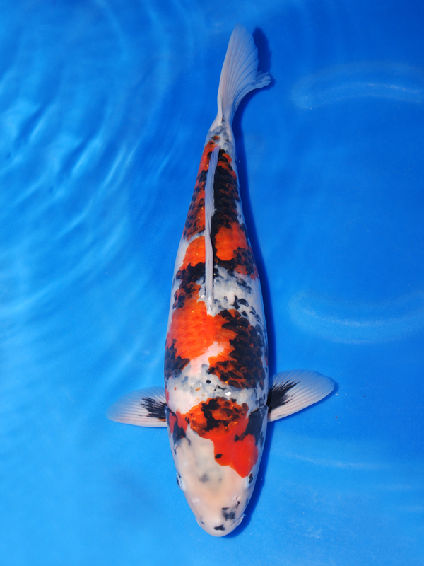 面迫養鯉場 WDC出品鯉