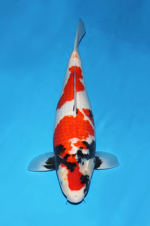 大日ob会 Wdcエントリー鯉 大日養鯉場